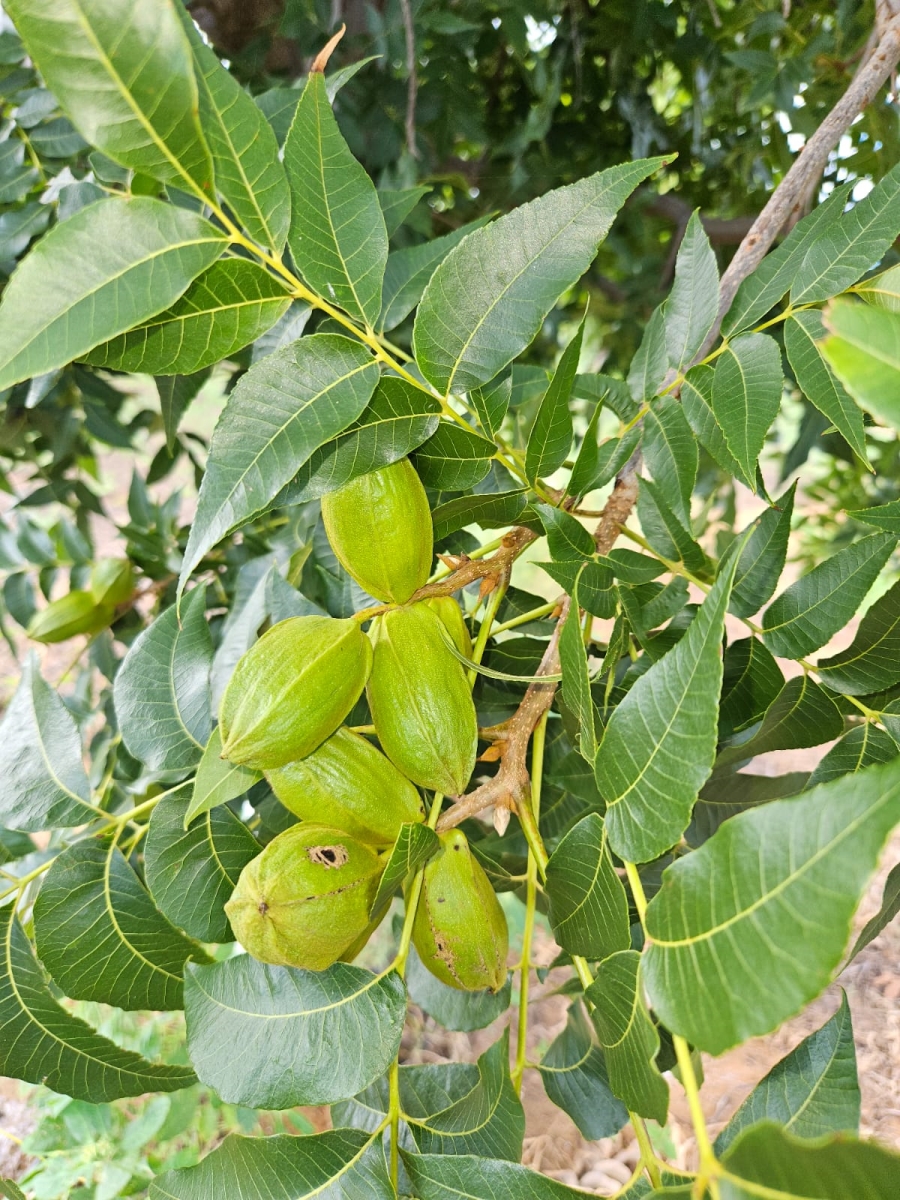 Commercial Property for Sale in Hartswater Rural Northern Cape